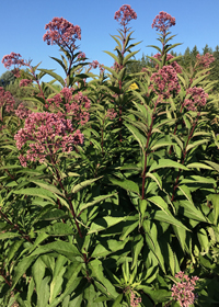 Eupatorium maculatum 'Atropurpureum'
